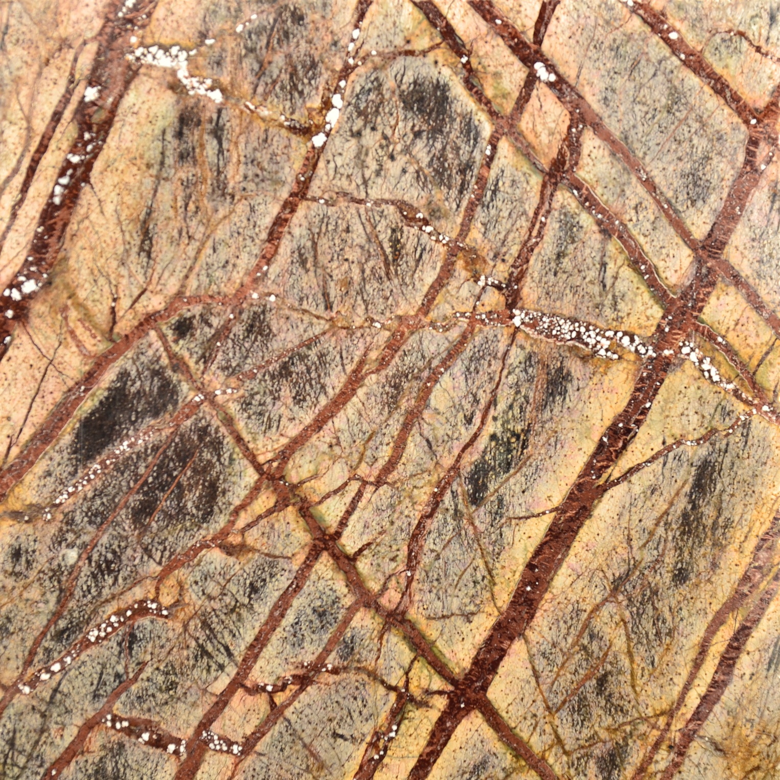 Rain Forest Brown